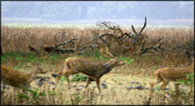 ampara-deer.jpg