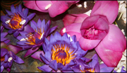 blommmor-sri-lanka-festival.jpg