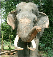 elefant-sri-lanka.gif
