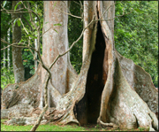 mannar-trad.jpg