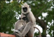 monaragala-apor.jpg