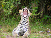 tissamahara-yala-leopard.jpg