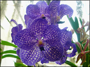 tunnukai-blomma.jpg