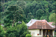 vavuniya-hus.jpg